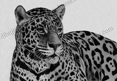 Dibujo Leopardo
